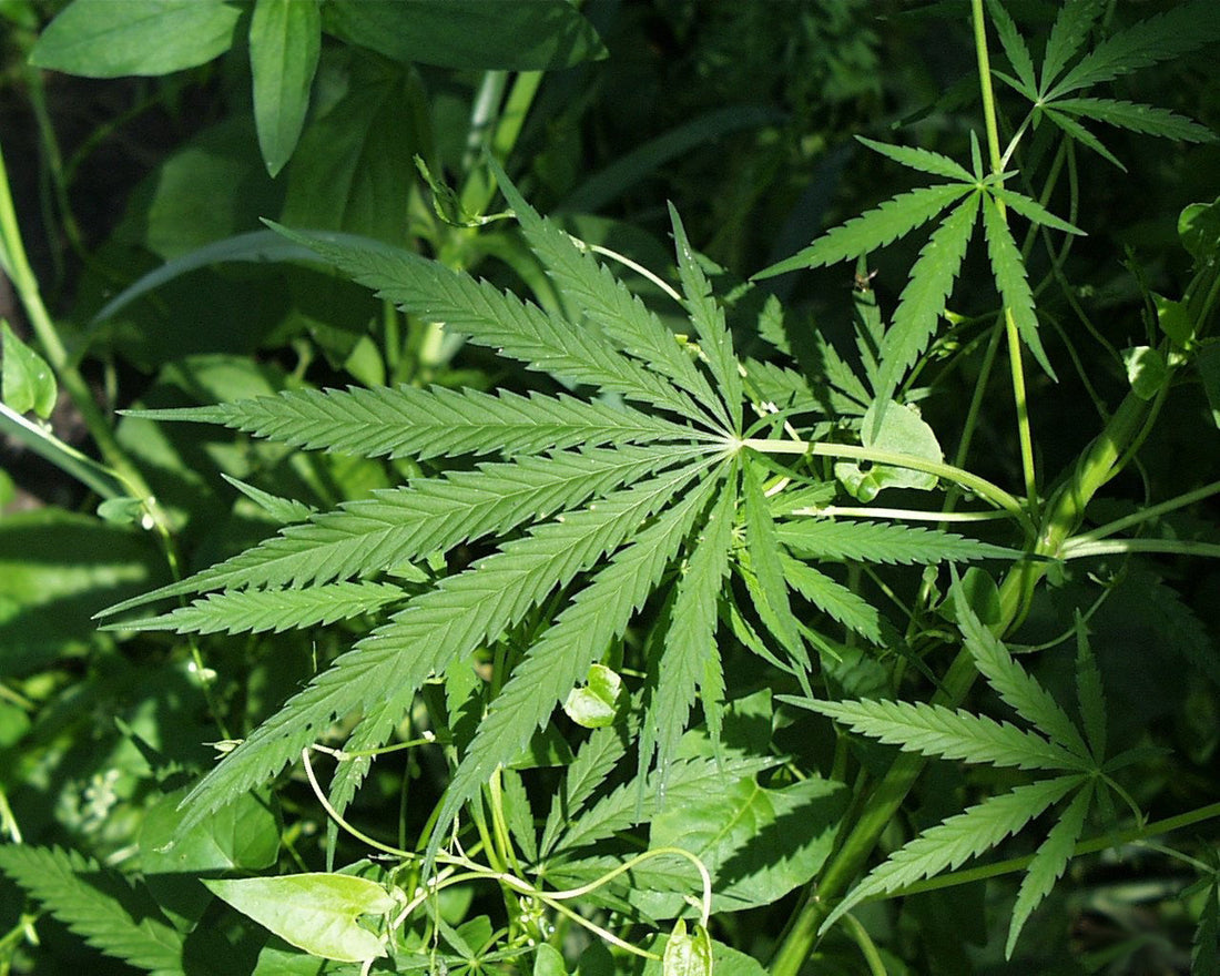 how does marijuana make you high