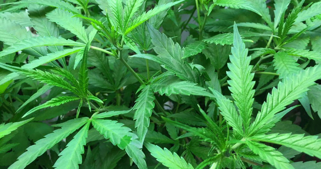 how does THC affect the body