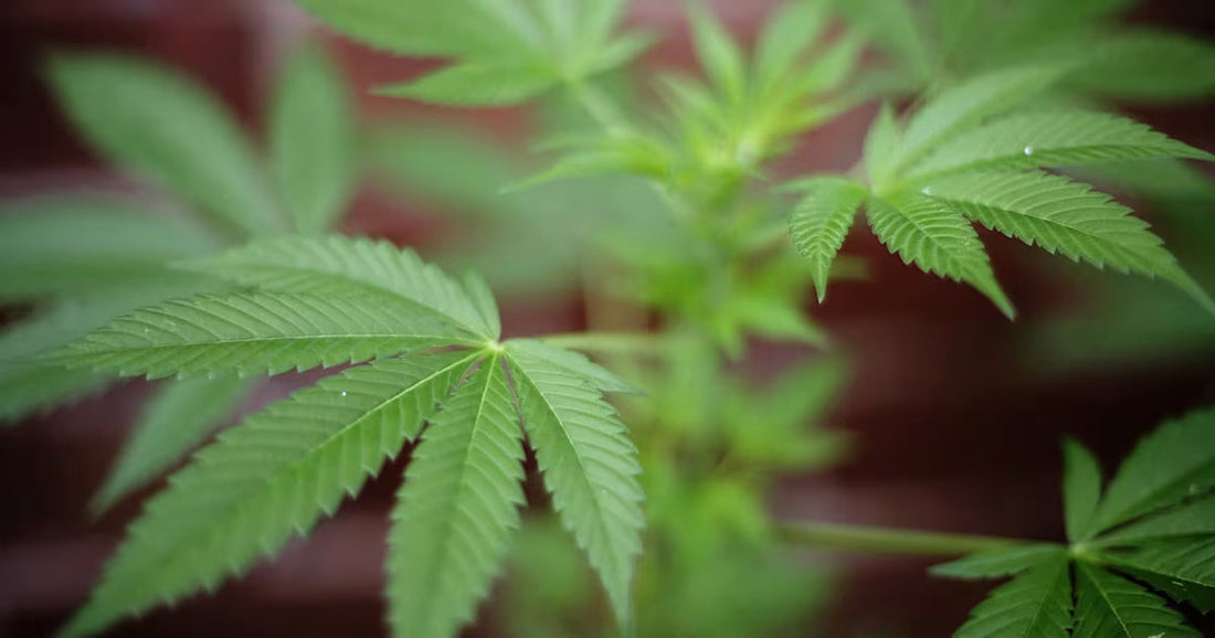 how long does THC stay in the body